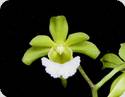 Vanda tessellata alba x vietnamica